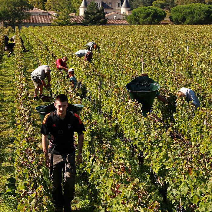 Bordeaux maakt omwenteling van "gif in de Franse wijn" naar bio
