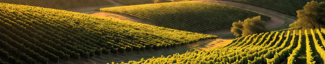 French wine