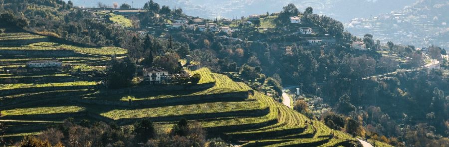 Portuguese Wineries landscape