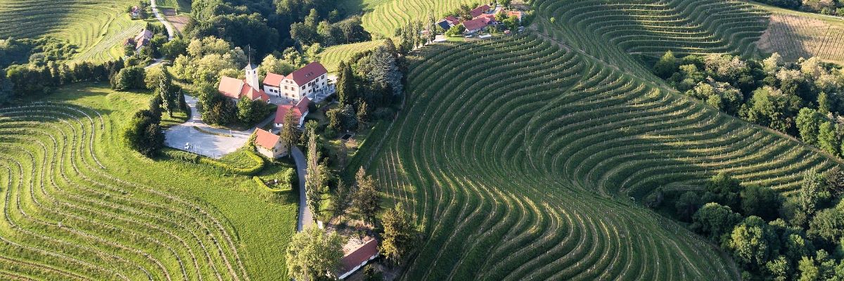 Slovenian wine